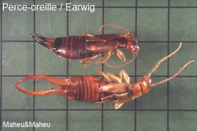 Earwig