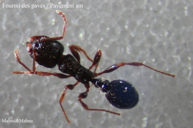 Pavement Ant