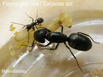 Carpenter Ant