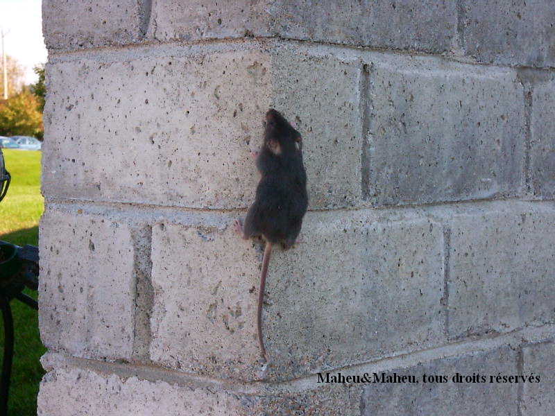 Laine d'acier contre les souris, les rats et autres animaux nuisibles