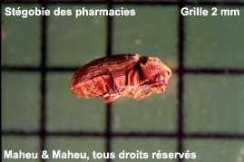 Drugstore Beetle