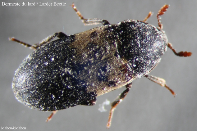 larder beetle control and recommended pest control treatments