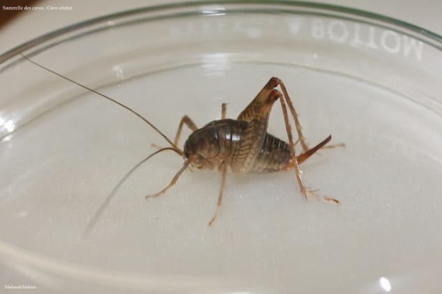 Cave Cricket