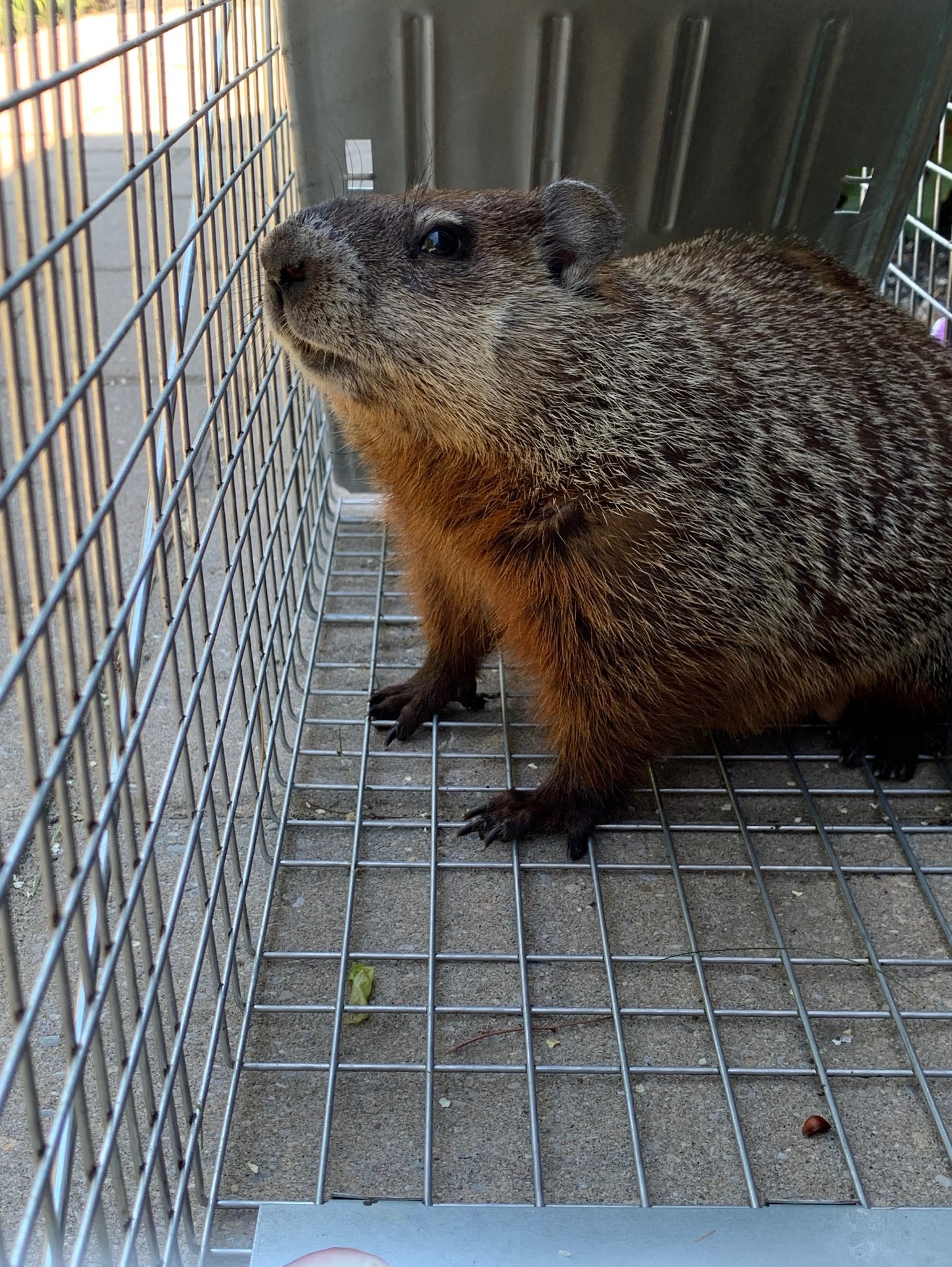 Groundhog