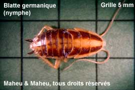 German Cockroach