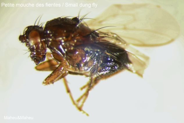 Sphaerocerid Fly or Small Dung Fly