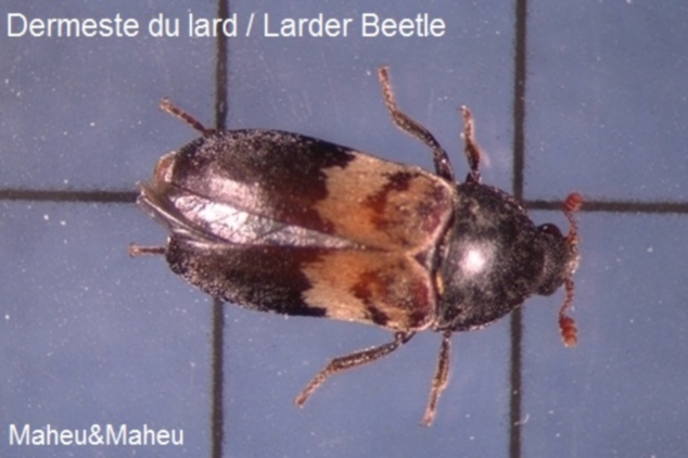 Larder Beetle