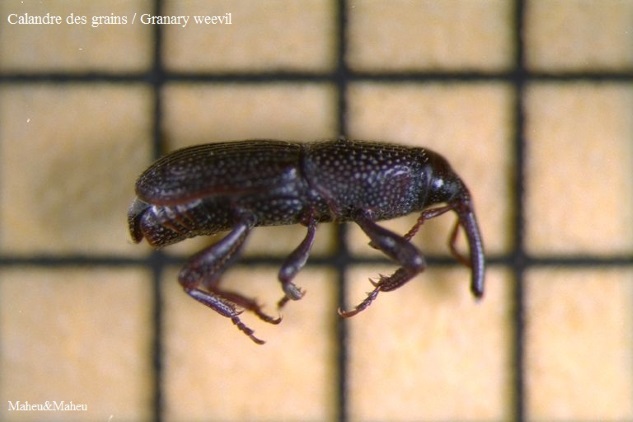 Granary Weevil