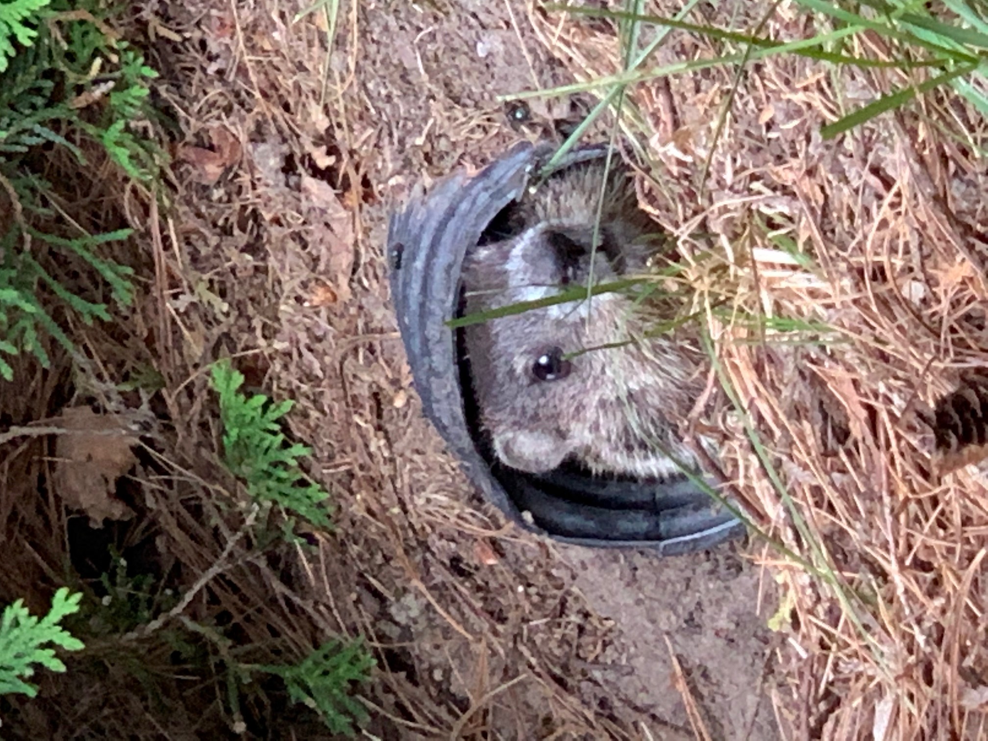 Groundhog