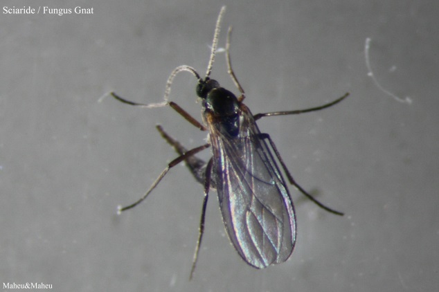 Fungus Gnat