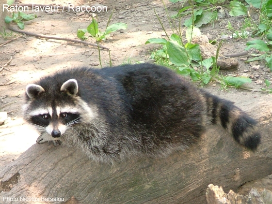 Raccoon