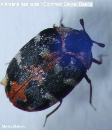 Carpet Beetle