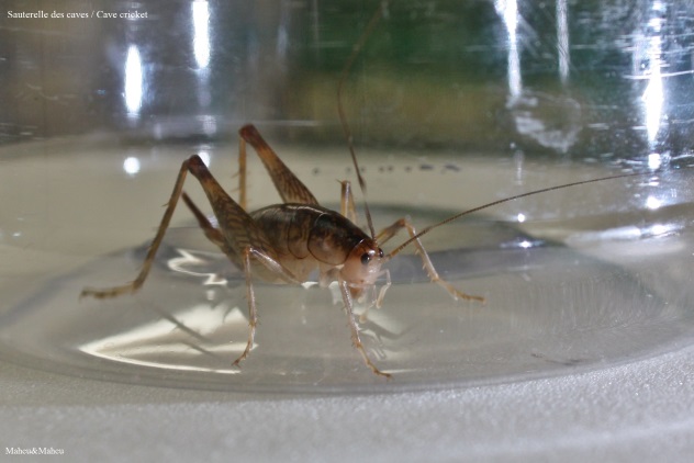 Cave Cricket