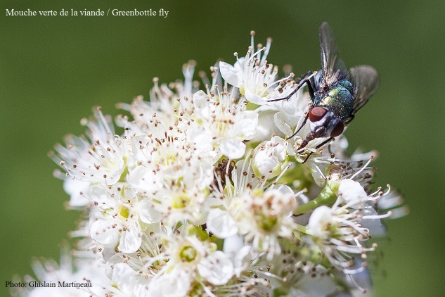 Blow and Bottle Flies