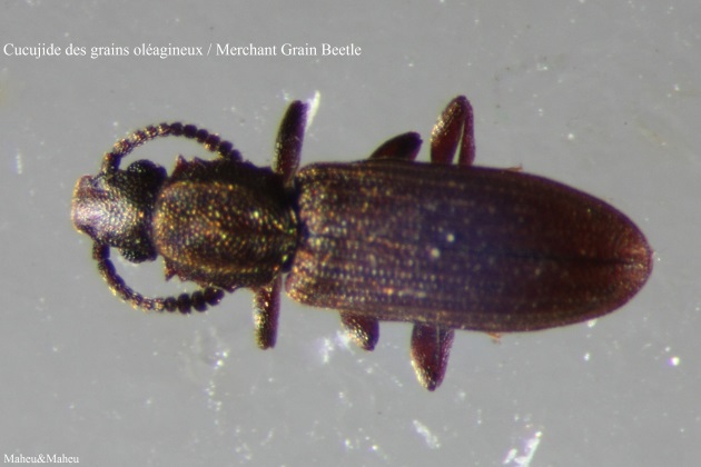 Merchant Grain Beetle