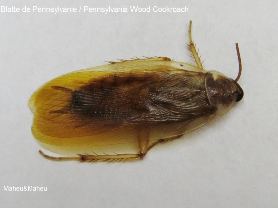 Pennsylvania Wood Cockroach