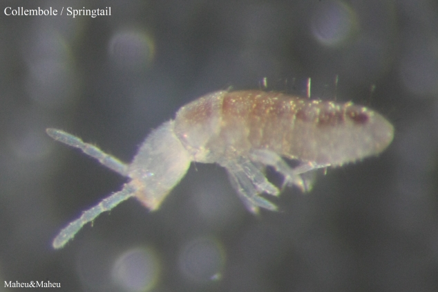 Springtail Prevention and Control - Plunkett's Pest Control