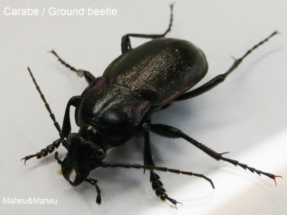 Ground Beetle