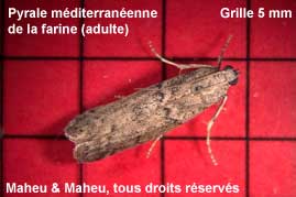 Mediterranean meal moth