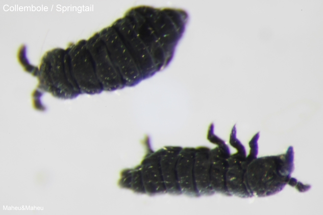 Springtail