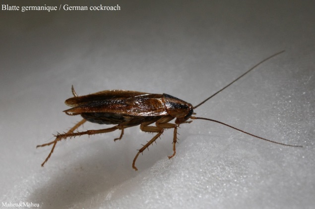 German Cockroach