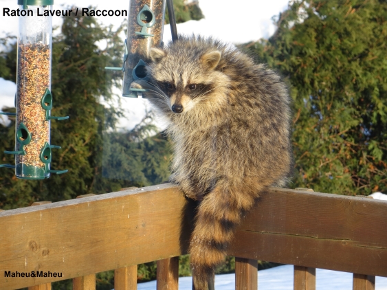 Raccoon