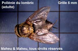 Pollénie du lombric