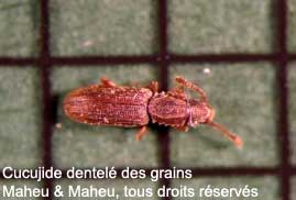 Cucujide dentelé des grains