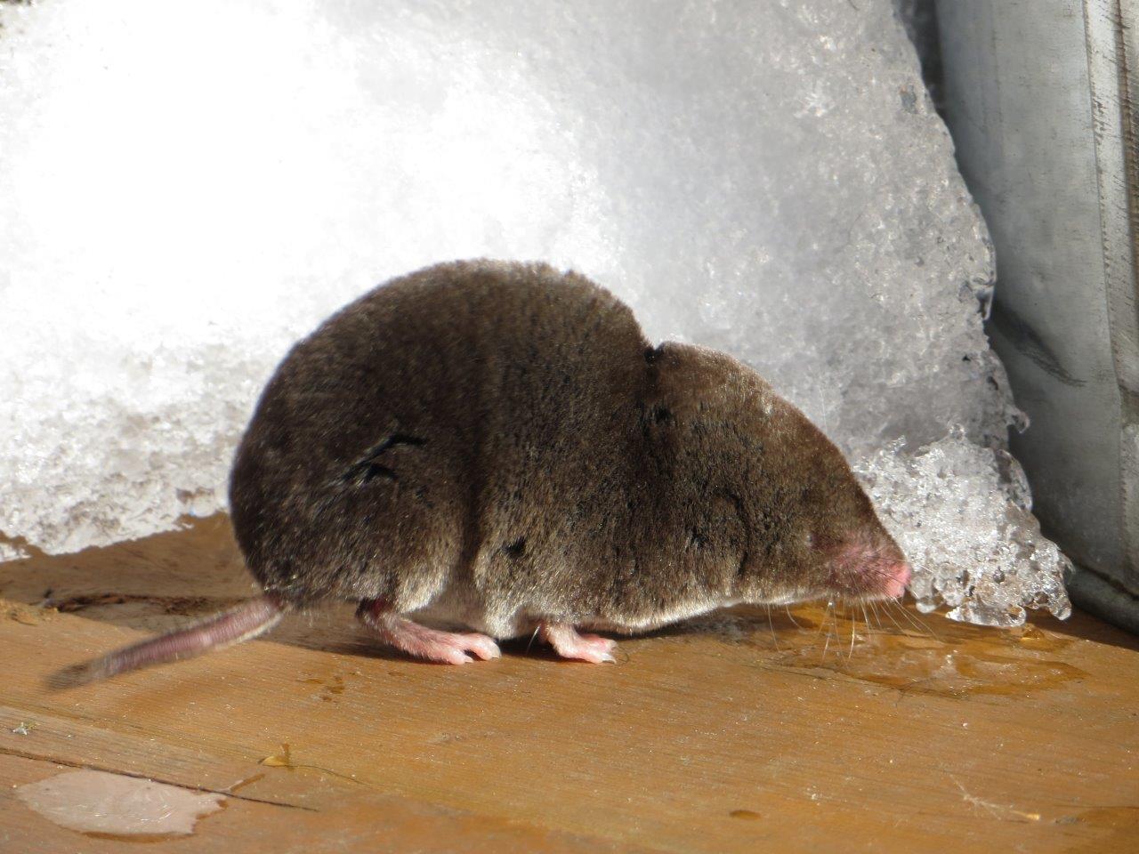 Piege A Rat, Attrape Souris Vivante Qui Capture Les Animaux