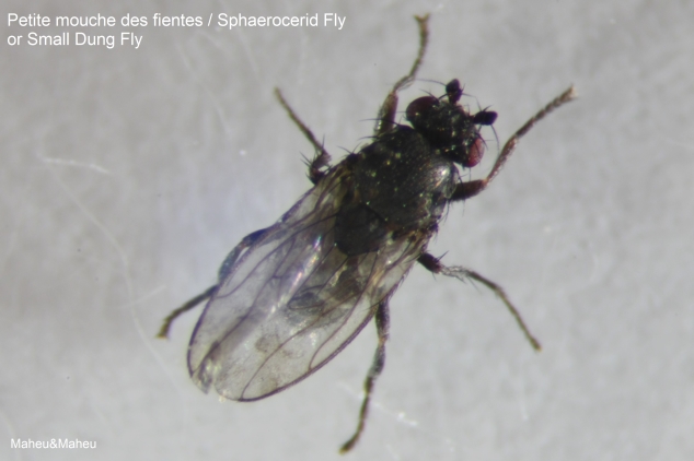 Sphaerocerid Fly or Small Dung Fly