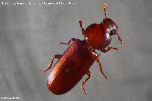 Confused Flour Beetle