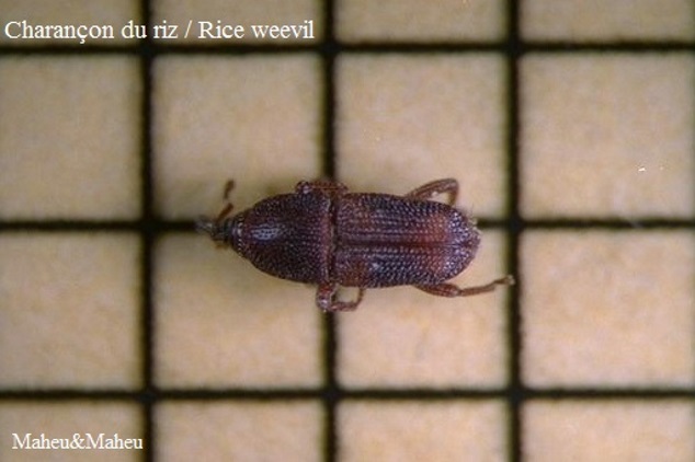 Rice Weevil