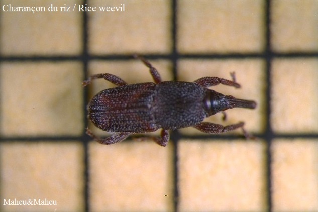 Rice Weevil