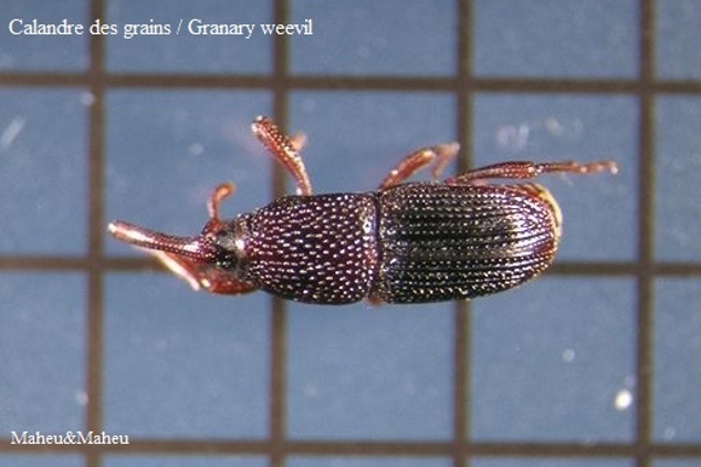 Calandre des grains