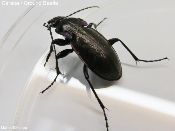 Ground Beetle