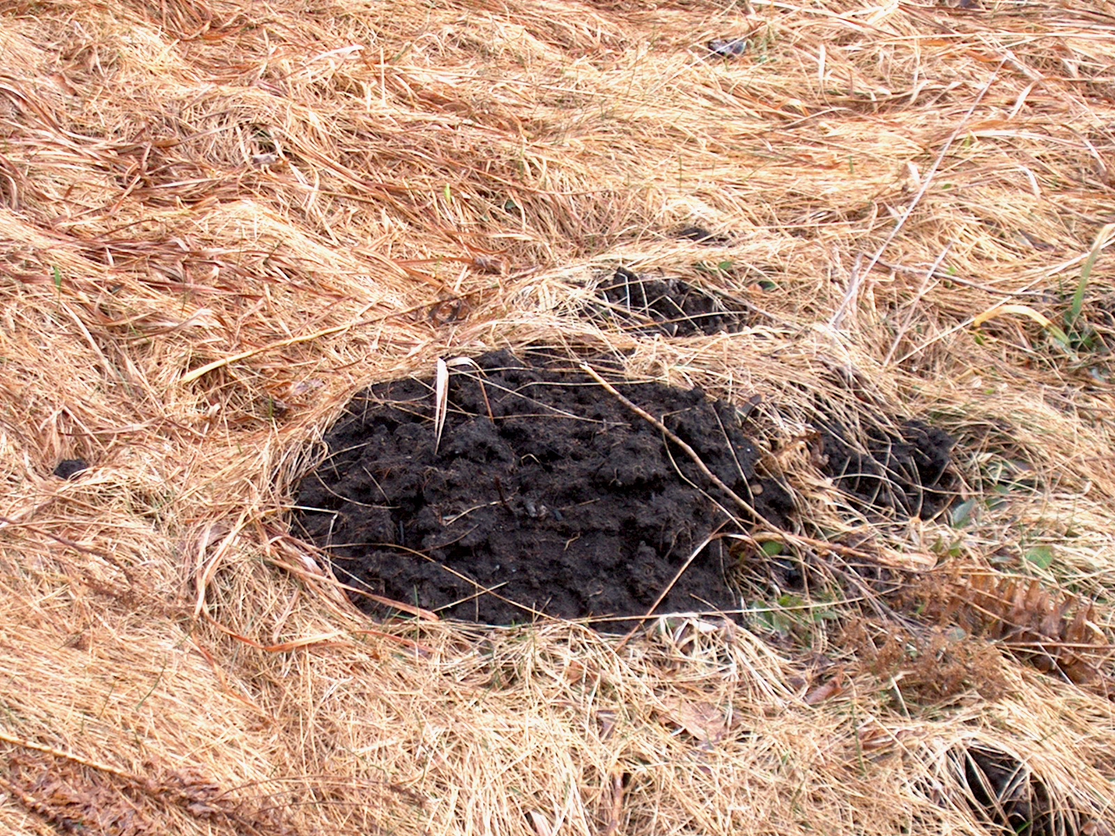 Moles