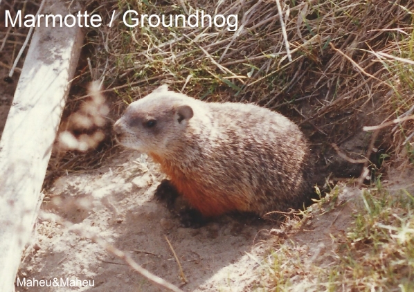 Marmotte