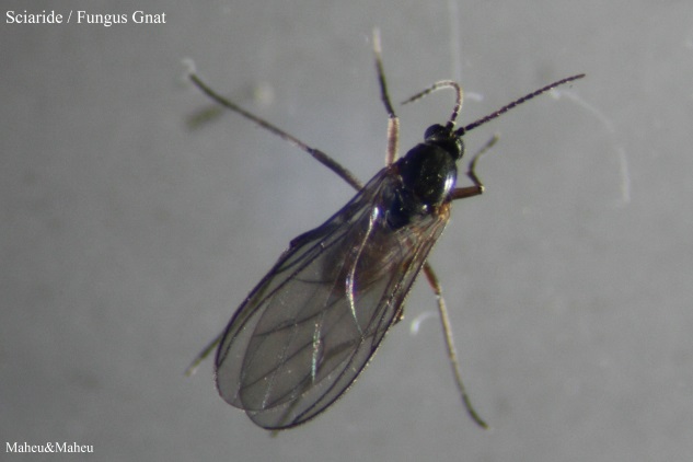 Fungus Gnat