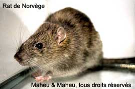 Norway Rat