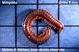 Centipedes and Millipedes