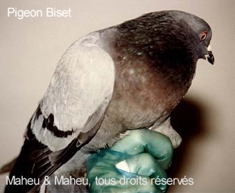 Pigeon biset