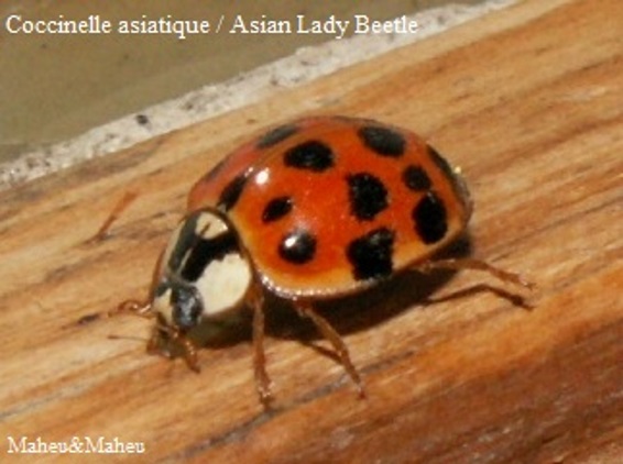 Coccinelle Maheu Maheu Gestion parasitaire