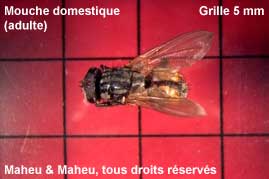 Mouche domestique