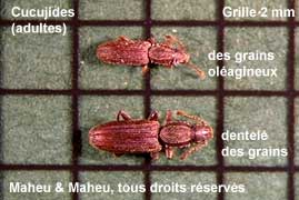 Cucujide des grains oléagineux