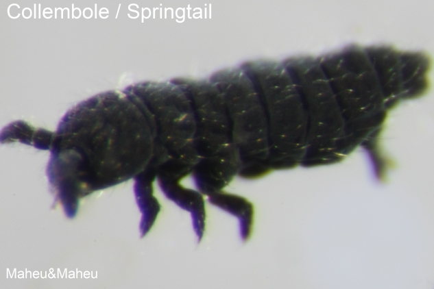 Springtail Prevention and Control - Plunkett's Pest Control