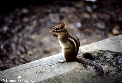 Chipmunk