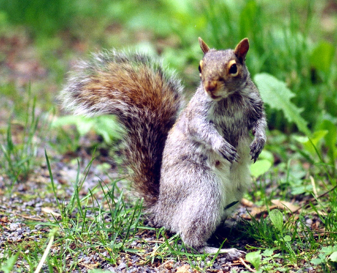 Squirrel