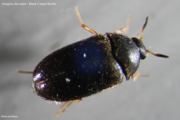 Black Carpet Beetle