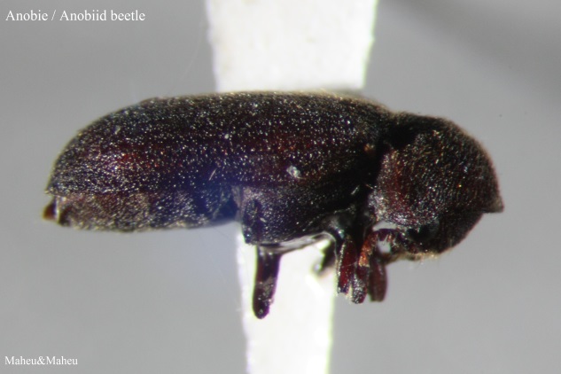 How to get rid of drugstore beetles: an expert guide