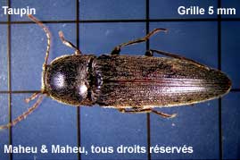 Click Beetle